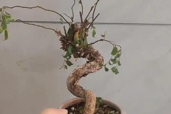 蔷薇老桩的种植方法，要遵循不干不浇、浇则浇透的原则