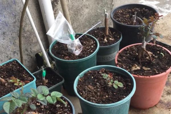 蔷薇老桩的种植方法，要遵循不干不浇、浇则浇透的原则