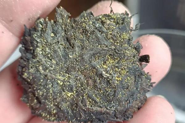 茶叶渣发霉了能不能当作肥料,里面的霉菌会影响植物生长