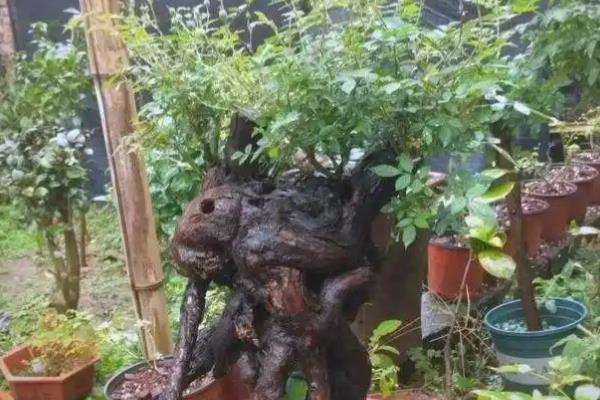 蔷薇老桩的种植方法，要遵循不干不浇、浇则浇透的原则