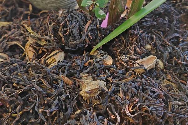 茶叶渣发霉了能不能当作肥料,里面的霉菌会影响植物生长