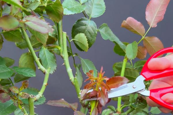 蔷薇老桩的种植方法，要遵循不干不浇、浇则浇透的原则
