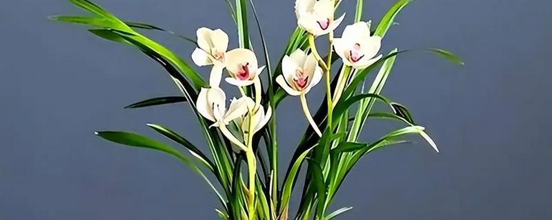 夏季兰花如何浇水，清晨或者傍晚浇水为佳