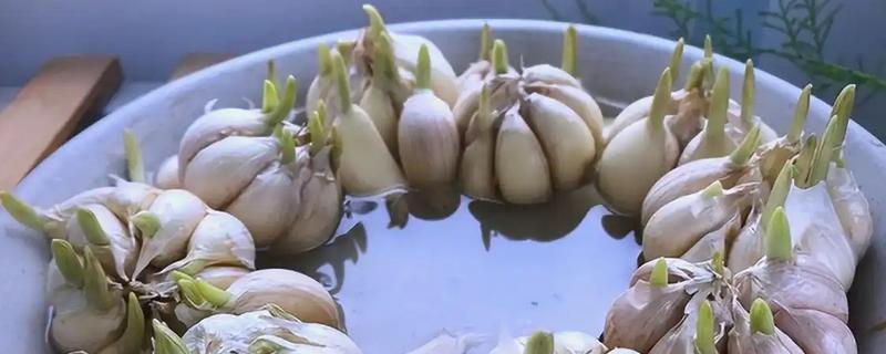 大蒜一周的生长过程，第二天开始发芽