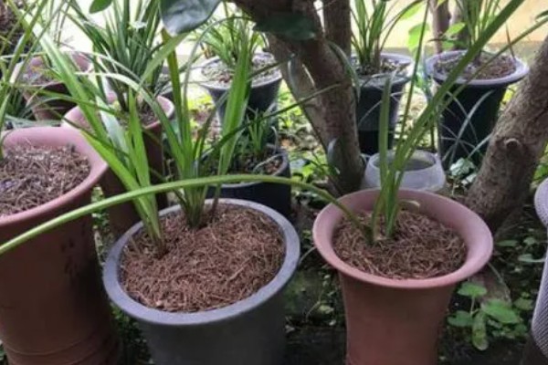 夏季兰花如何浇水,清晨或者傍晚浇水为佳