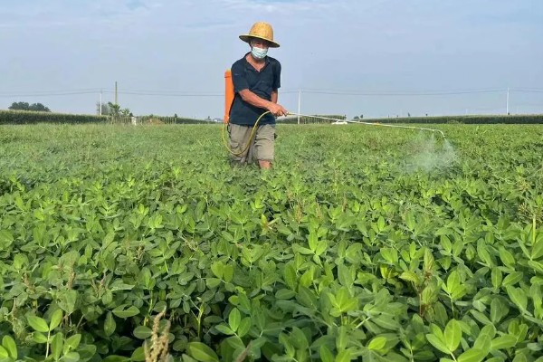花生死棵烂根怎么办,可用多菌灵等药物灌根