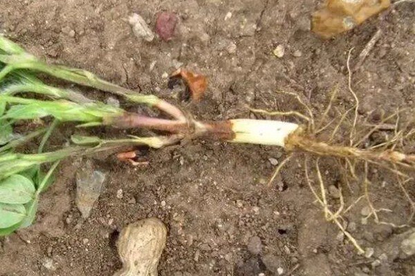 花生死棵烂根怎么办,可用多菌灵等药物灌根