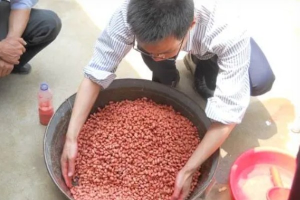 花生死棵烂根怎么办,可用多菌灵等药物灌根