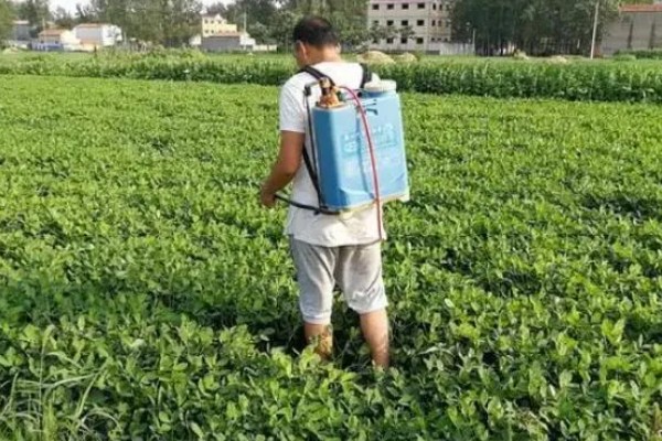 花生死棵烂根怎么办,可用多菌灵等药物灌根