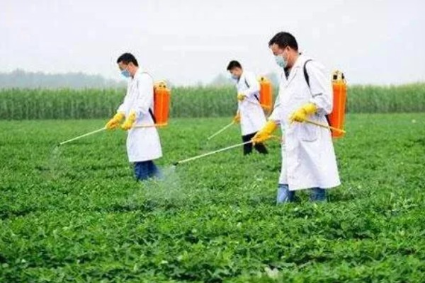 花生死棵烂根怎么办,可用多菌灵等药物灌根
