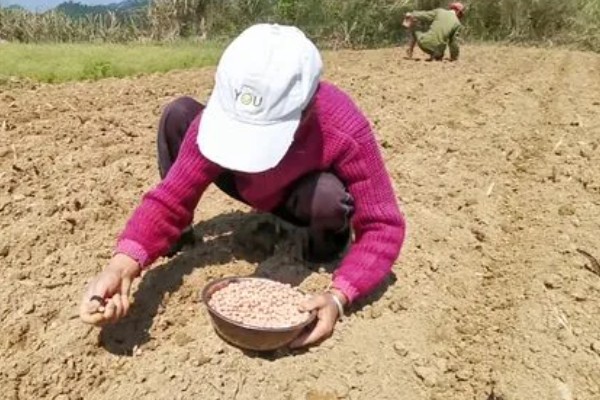 花生死棵烂根怎么办,可用多菌灵等药物灌根