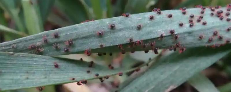 怎么防治麦田红蜘蛛，在潜伏期灌水可以灭杀虫体