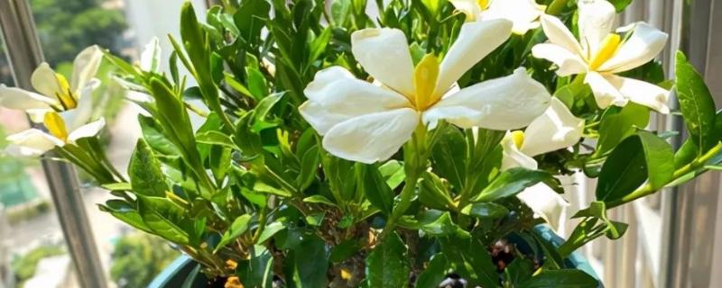栀子花开完后要剪枝吗，一般需要剪枝