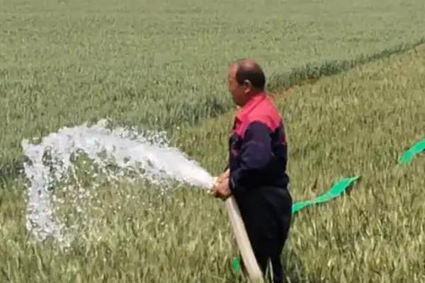 怎么防治麦田红蜘蛛，在潜伏期灌水可以灭杀虫体