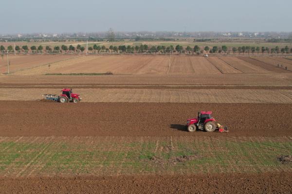 怎么防治麦田红蜘蛛，在潜伏期灌水可以灭杀虫体