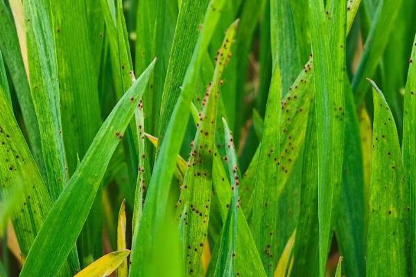 怎么防治麦田红蜘蛛，在潜伏期灌水可以灭杀虫体