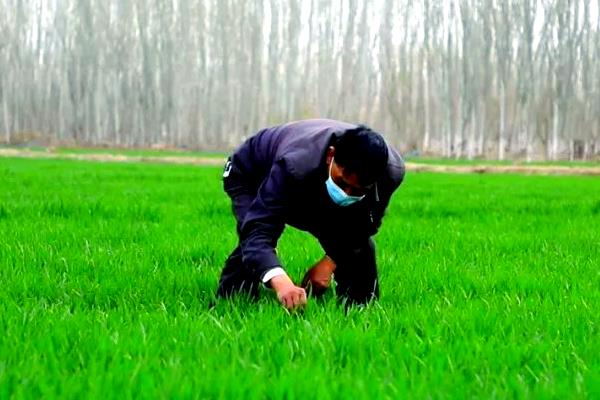 怎么防治麦田红蜘蛛，在潜伏期灌水可以灭杀虫体