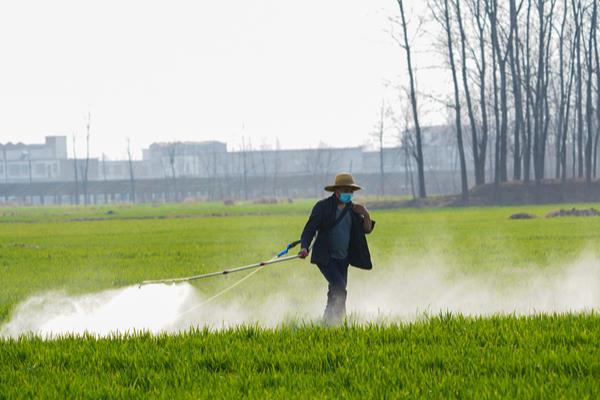 怎么防治麦田红蜘蛛，在潜伏期灌水可以灭杀虫体