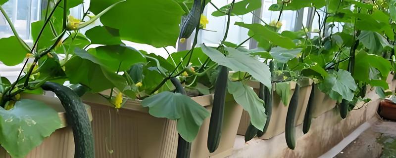 一个花盆只适合种一棵黄瓜吗，不是只能种一棵黄瓜
