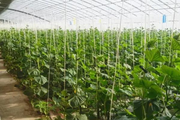 一个花盆只适合种一棵黄瓜吗，不是只能种一棵黄瓜