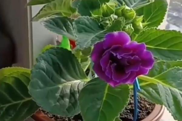 芙蓉花要死了怎么处理,可更换土壤、控制温度等