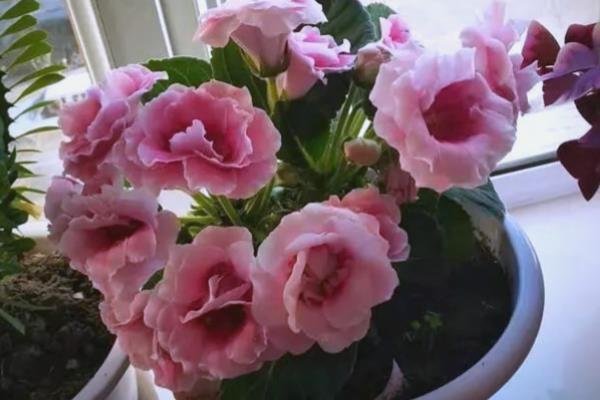 芙蓉花要死了怎么处理,可更换土壤、控制温度等