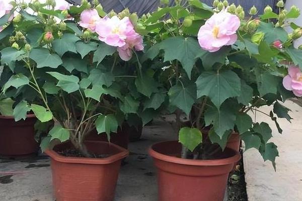 芙蓉花要死了怎么处理,可更换土壤、控制温度等