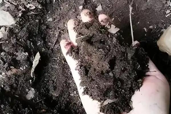 芙蓉花要死了怎么处理,可更换土壤、控制温度等