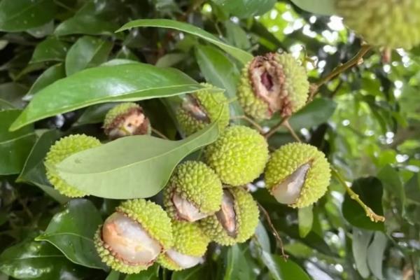 荔枝烂果如何防治,在果实发育期保持水分均衡供应