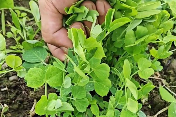 豌豆的打尖时间，可以在每年的春季进行