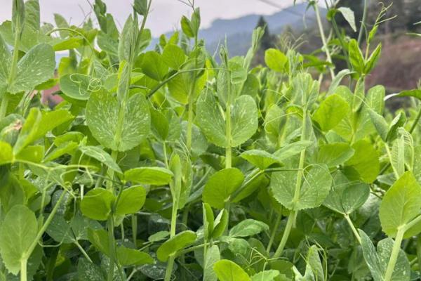 豌豆的打尖时间，可以在每年的春季进行