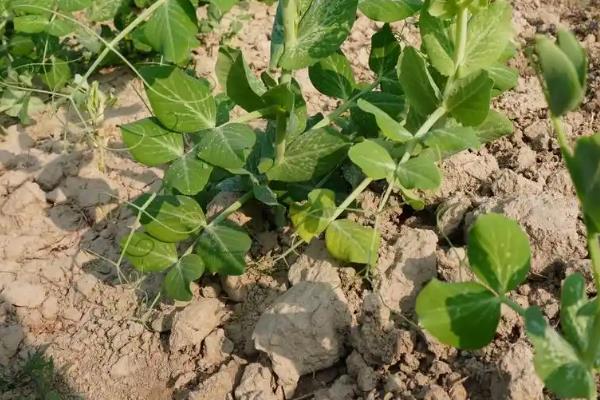 豌豆的打尖时间，可以在每年的春季进行