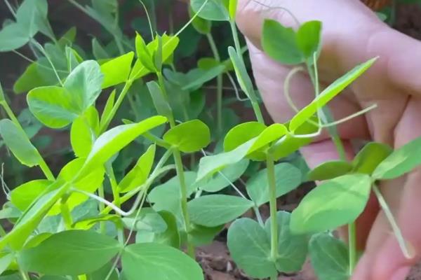 豌豆的打尖时间，可以在每年的春季进行