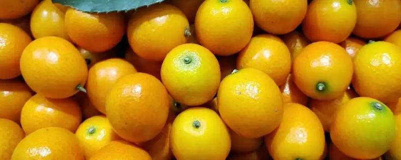 金钱橘的市场价格，一斤需要8-15元左右