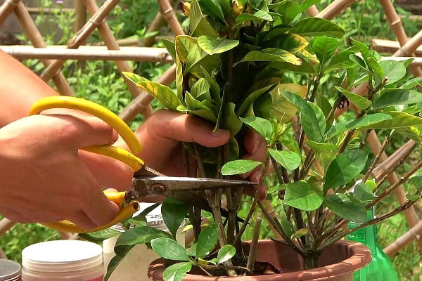 栀子花开完后要剪枝吗，一般需要剪枝