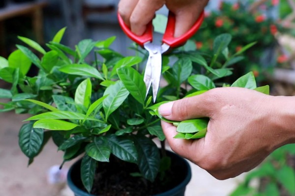 栀子花开完后要剪枝吗，一般需要剪枝