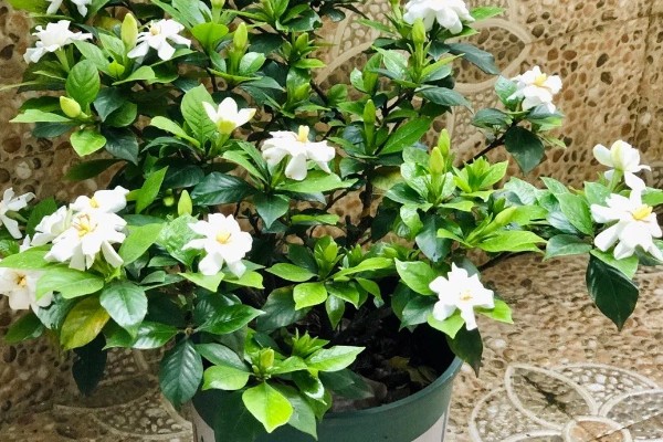 栀子花开完后要剪枝吗，一般需要剪枝