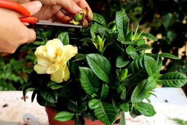 栀子花开完后要剪枝吗，一般需要剪枝