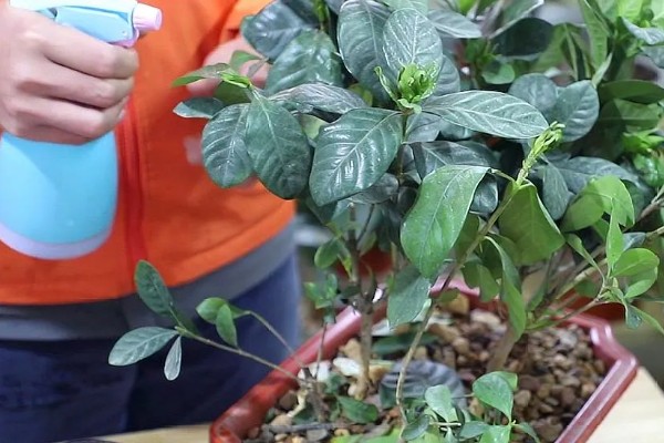 栀子花开完后要剪枝吗，一般需要剪枝
