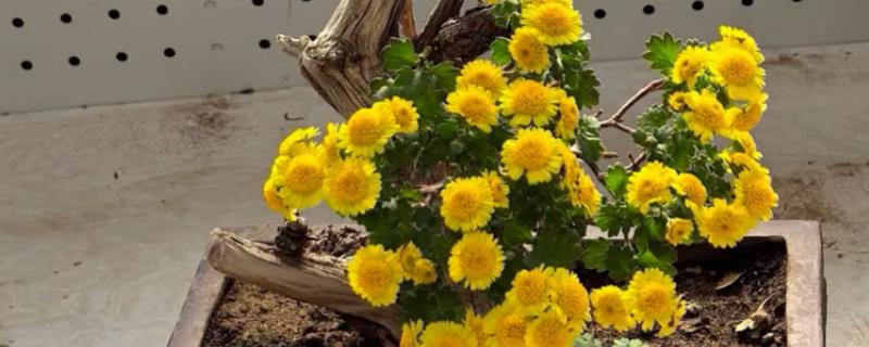 花中隐士是哪种花，是指菊花