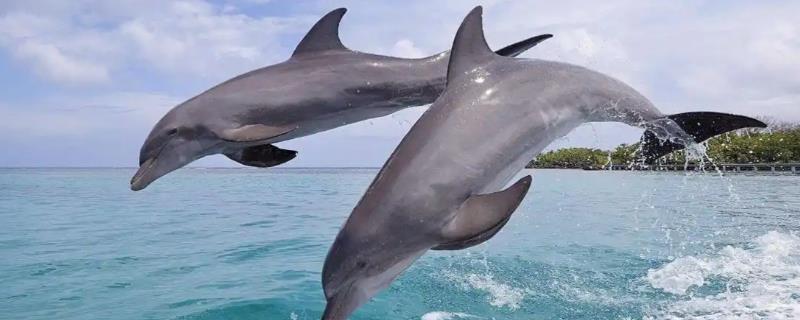 海豚对人有好感吗，会对人有好感