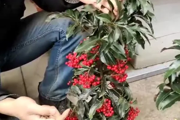 富贵子的修剪方法,2-3年内需修剪4-6次