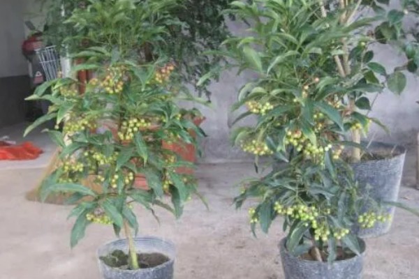 富贵子的修剪方法,2-3年内需修剪4-6次