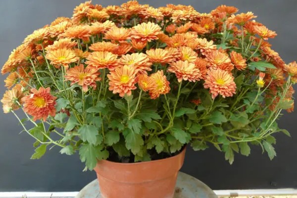 花中隐士是哪种花，是指菊花