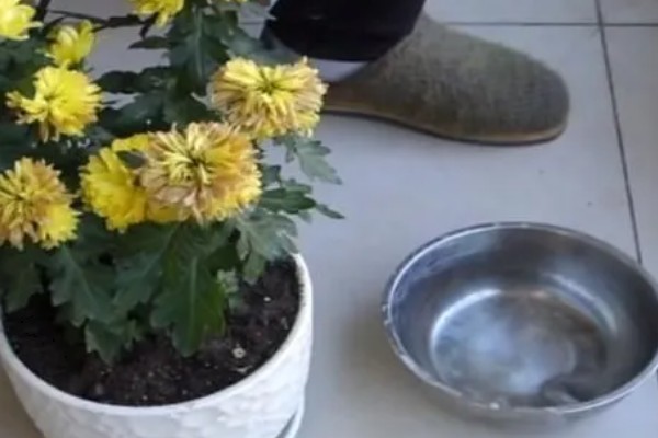 花中隐士是哪种花，是指菊花