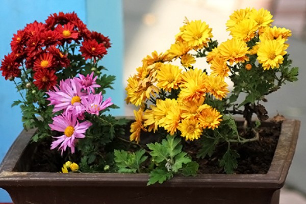 花中隐士是哪种花，是指菊花