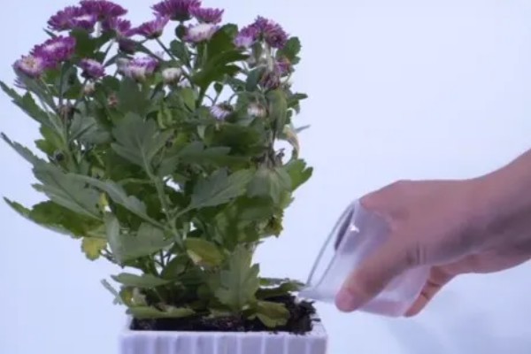 花中隐士是哪种花，是指菊花