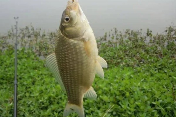 野钓鲫鱼用香饵还是腥饵,根据季节决定