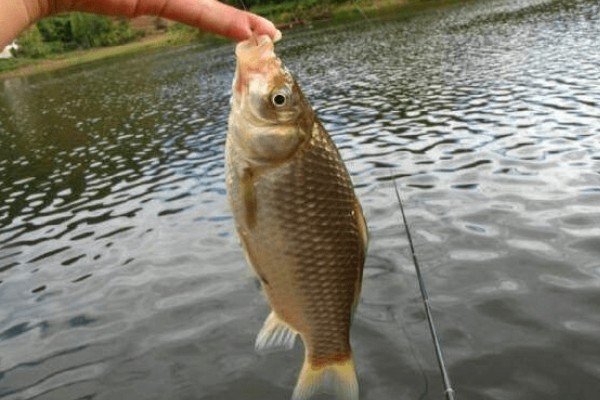 野钓鲫鱼用香饵还是腥饵,根据季节决定