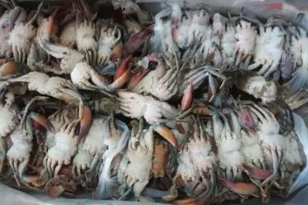活螃蟹冷冻死了还能吃吗,可以食用但不宜存放的时间太长